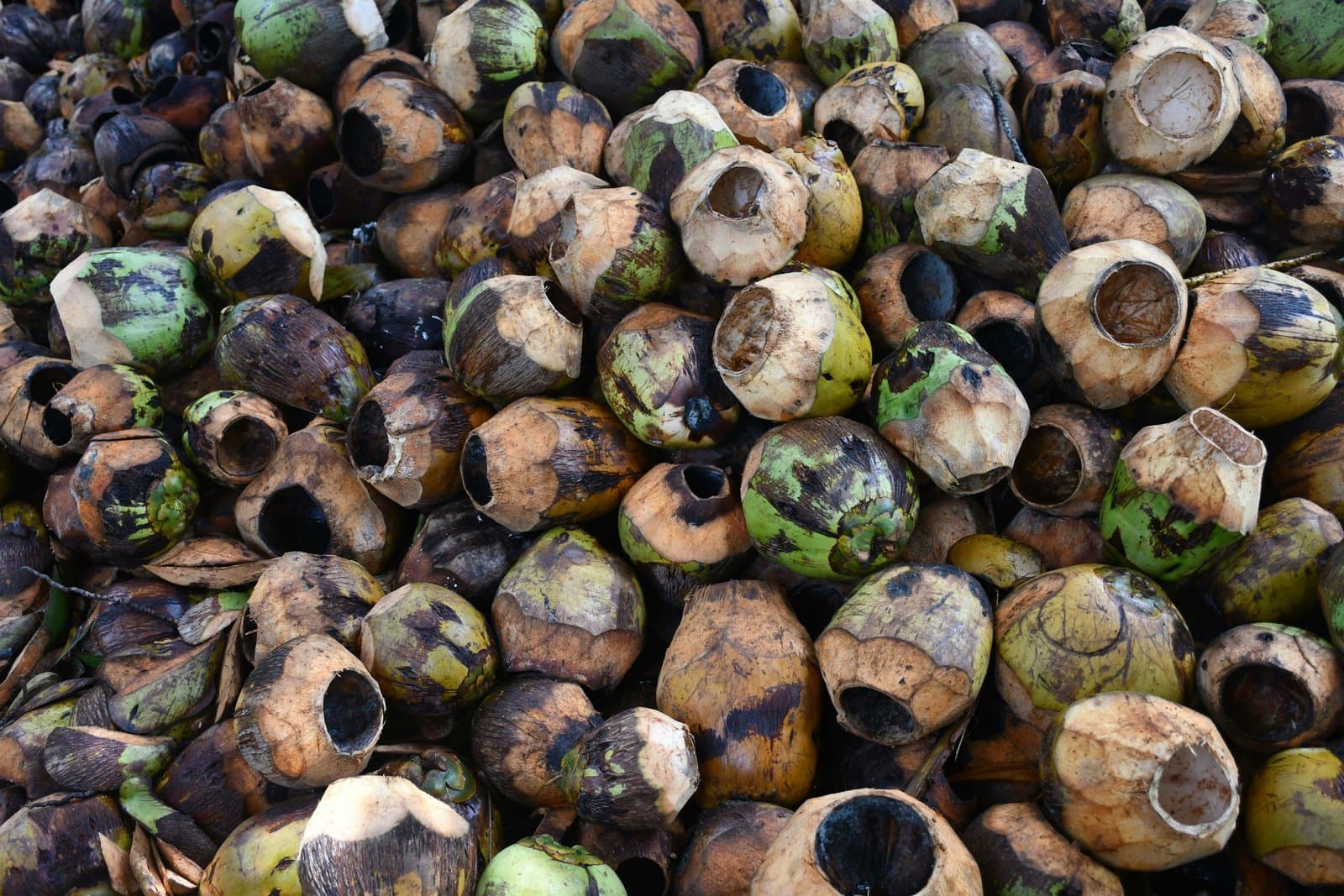 Sustainability in the Charcoal Industry: Why Coconut Briquettes Are the Future